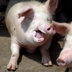 Potbellied pigs can make great pets: Here are ten things to know before you decide to keep one at home