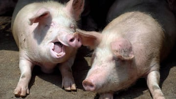 You want to buy a pet pot-bellied pig and need help. This is not a drill.