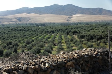 En el top-10 se cuelan, dependiendo de la campa?a, otros productores del planeta como Chile o Argentina, que tienen gran tradici¨®n olivera desde que los espa?oles introdujeran el ¨¢rbol hace siglos. Hoy, es un cultivo en expansi¨®n. En este sentido, tambi¨¦n hay que mencionar a otros pa¨ªses que por cantidades conseguidas son muy similares a la producci¨®n chilena y argentina, como son Jordania, Egipto, Australia, Libia, Palestina, L¨ªbano, Israel, Albania, Estados Unidos e Ir¨¢n. Todos rondan las 30.000 toneladas de media por campa?a. En la foto, olivares en el desierto de Atacama, en el Valle del Huasco, Chile.