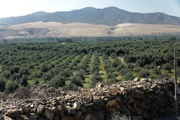 
En el top-10 se cuelan, dependiendo de la campaña, otros productores del planeta como Chile o Argentina, que tienen gran tradición olivera desde que los españoles introdujeran el árbol hace siglos. Hoy, es un cultivo en expansión. En este sentido, también hay que mencionar a otros países que por cantidades conseguidas son muy similares a la producción chilena y argentina, como son Jordania, Egipto, Australia, Libia, Palestina, Líbano, Israel, Albania, Estados Unidos e Irán. Todos rondan las 30.000 toneladas de media por campaña. En la foto, olivares en el desierto de Atacama, en el Valle del Huasco, Chile. 