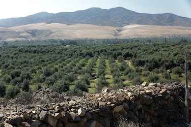 
En el top-10 se cuelan, dependiendo de la campaña, otros productores del planeta como Chile o Argentina, que tienen gran tradición olivera desde que los españoles introdujeran el árbol hace siglos. Hoy, es un cultivo en expansión. En este sentido, también hay que mencionar a otros países que por cantidades conseguidas son muy similares a la producción chilena y argentina, como son Jordania, Egipto, Australia, Libia, Palestina, Líbano, Israel, Albania, Estados Unidos e Irán. Todos rondan las 30.000 toneladas de media por campaña. En la foto, olivares en el desierto de Atacama, en el Valle del Huasco, Chile. 