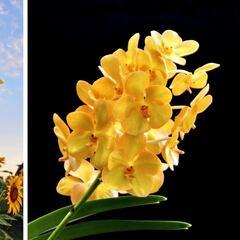 ¿Cuáles son las mejores flores amarillas para regalar el 21 de marzo?