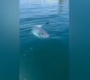 Se encuentran este animal cuando navegan con un patinete en Canarias: los gritos de terror se escucharon en la península