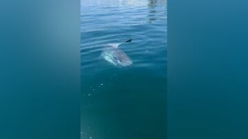 Se encuentran este animal cuando navegan con un patinete en Canarias: los gritos de terror se escucharon en la península