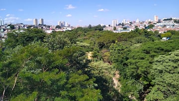 A retiree plants 40,000 trees in 21 years and creates one of the largest linear parks in the world: “It’s not just digging holes”