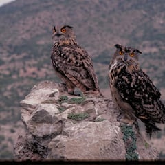 El animal que se ha instalado en El Retiro de Madrid