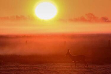 A la espera del corzo