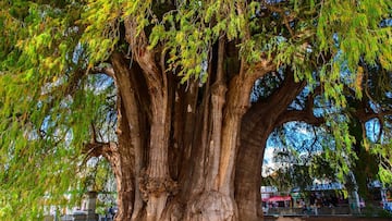 Ahuehuete CDMX: Cómo es el árbol que sustituirá a la Palma de Paseo de la Reforma