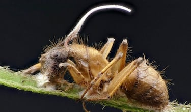 Adiós al cordyceps de ‘The Last of Us’: este hongo infeccioso tiene un comportamiento más letal