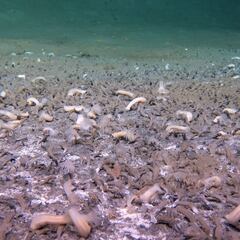 Científicos exploran un último tramo del lugar más inhóspito entre Rusia y Alaska y se topan con un nuevo ecosistema: “Viven felizmente”