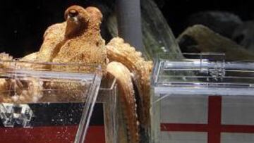 Usan un pulpo vidente para pronósticar el vencedor del Alemania-Inglaterra