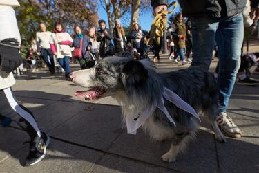 La San Perrestre 2023 se celebra con el objetivo de luchar contra el abandono y el maltrato de animales gracias al dinero recaudado con las inscripciones. La San Perrestre consiste en un tour por el centro histórico de Madrid al que asisten los participantes y sus perros. Además, se dan las ‘can panadas’, en las que las mascotas comen 12 bolas de pienso.