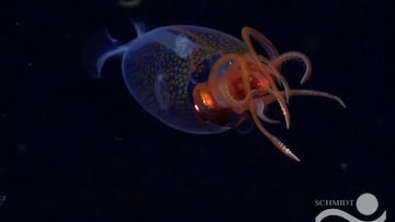 Avistan una de las criaturas más enigmáticas y colosales del abismo oceánico tras más de 100 años de espera