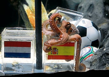 Two year-old octopus Paul, the so-called "octopus oracle" predicts Spain's 2010 soccer World Cup final victory over The Netherlands by opening and choosing a mussel, from a glass box decorated with the Spanish national flag instead of a glass box with the Dutch flag. The octopus became a media star after correctly picking all six German World Cup results including their first-round defeat against Serbia and their semi-final defeat against Spain.            