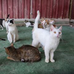 International Cat Day 2024: The 6 cat breeds that live the longest