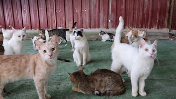 Looking for a cat? Here are the six breeds with the longest lifespans. However, if a long life is what you care about, a mixed breed cat might be your best bet.