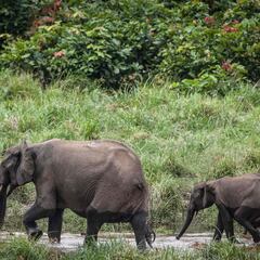 Peligro para el elefante africano: dos especies en riesgo de extinción