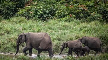 (FILES) This file photo taken on April 26, 2019 shows forest elephants at Langoue Bai in the Ivindo national park, near Makokou. - Decades of poaching and shrinking habitats have devastated elephant populations across Africa, conservationists said on Marc