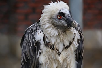 El quebrantahuesos (Gypaetus barbatus) es un ave inconfundible y de gran tama?o, que puede sobrepasar los 2,80 metros de envergadura, lo que lo convierte en una de las rapaces m¨¢s grandes de la fauna europea. Actualmente, el quebrantahuesos se extiende por la totalidad de la cordillera pirenaica, desde Navarra hasta Catalu?a, adem¨¢s se est¨¢n trabajando en programas de reintroducci¨®n en Asturias (Picos de Europa) y Andaluc¨ªa (Sierra de Cazorla Segura). Actualmente, el principal problema que afecta a la especie es el envenenamiento intencionado de sus principales fuentes de alimento conlleva una mortalidad del 26% de la especie para el conjunto de Europa occidental, lo que supone una situaci¨®n muy grave para la conservaci¨®n de la especie. Otras amenazas que comprometen el futuro del Quebrantahuesos son la caza ilegal, que supone una mortalidad de m¨¢s del 30 %, la intoxicaci¨®n no intencionada y el plumbismo por la exposici¨®n continuada a la munici¨®n de caza, provocando un envenenamiento cr¨®nico y p¨¦rdida de aptitudes f¨ªsicas.