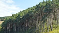 This common tree has been discovered to be able to filter gold: “they act like natural pumps”