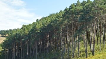 Descubren que un árbol muy común en España puede filtrar oro