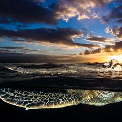 Hallan sin vida a la tortuga más grande del mundo en Castellón