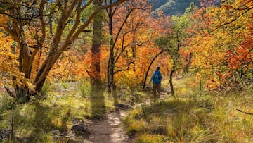 Looking to do a little leaf peeping to take in the kaleidoscope of fall colors that fill American forests? You’ll want to check out these maps and apps.