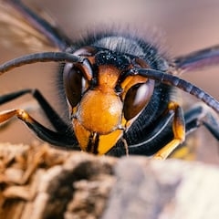 El invento de 2 euros para atrapar avispas asiáticas