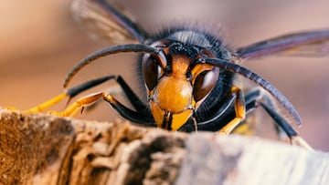 Asian hornet (Vespa velutina), also known as the yellow-legged hornet or Asian predatory wasp, is a species of hornet indigenous to Southeast Asia. It is of concern as an invasive species in European countries like France or Spain.