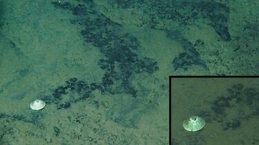 Descubren una nueva especie ‘gigantesca’ en aguas profundas y le dan el nombre de un personaje de ‘One Piece’      