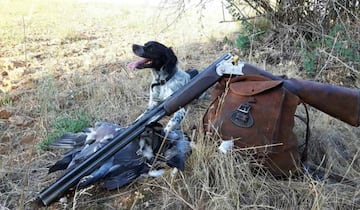 Epagneul Bretón con la caza cobrada