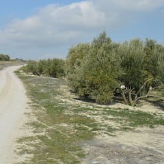 La Clásica Jaén es la nueva Strade Bianche española