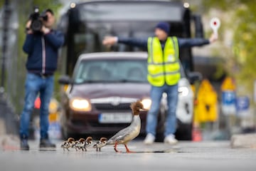 Categoría: Aves urbanas. GANADORA DEL PREMIO DE ORO.
 Esta imagen muestra a una madre mergus trasladando a sus crías al río debido a la falta de alimento y seguridad en el parque. Hacen el viaje a través de una serie de pasajes subterráneos y por una autopista de seis carriles. Cada año, un grupo de voluntarios los ayuda a cruzar esta carretera mortal deteniendo el tráfico. Después de cruzar, llegan al río Vístula, donde pueden alimentarse y crecer.