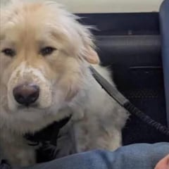 Un perro sufre una crisis médica a bordo y obligan a desviar un avión con 180 pasajeros: lo salvan y la historia termina en aplausos