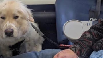 Un perro sufre una crisis médica a bordo y obligan a desviar un avión con 180 pasajeros: lo salvan y la historia termina en aplausos
