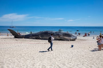 Puede pesar hasta 57 toneladas y medir hasta 20 metros de largo. Es un mamífero marino conocido por su gran cabeza y su capacidad de sumergirse a profundidades increíbles. Es uno de los cetáceos más impresionantes del océano.