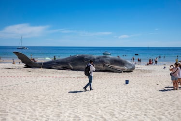 Puede pesar hasta 57 toneladas y medir hasta 20 metros de largo. Es un mamífero marino conocido por su gran cabeza y su capacidad de sumergirse a profundidades increíbles. Es uno de los cetáceos más impresionantes del océano.