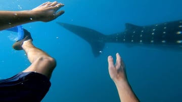 Un turista en Filipinas bucea junto a un tibur&oacute;n ballena.