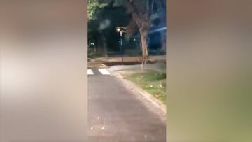 En Madrid fue un pavo real, en Asturias un oso y en Chile se deja ver un 'depredador': da terror