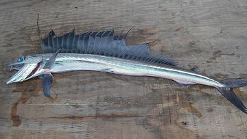 La aparición de peces caníbales que desconcierta a los científicos