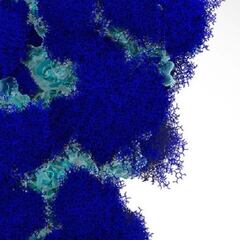 Hallan el recubrimiento azucarado del coronavirus que camufla la enfermedad