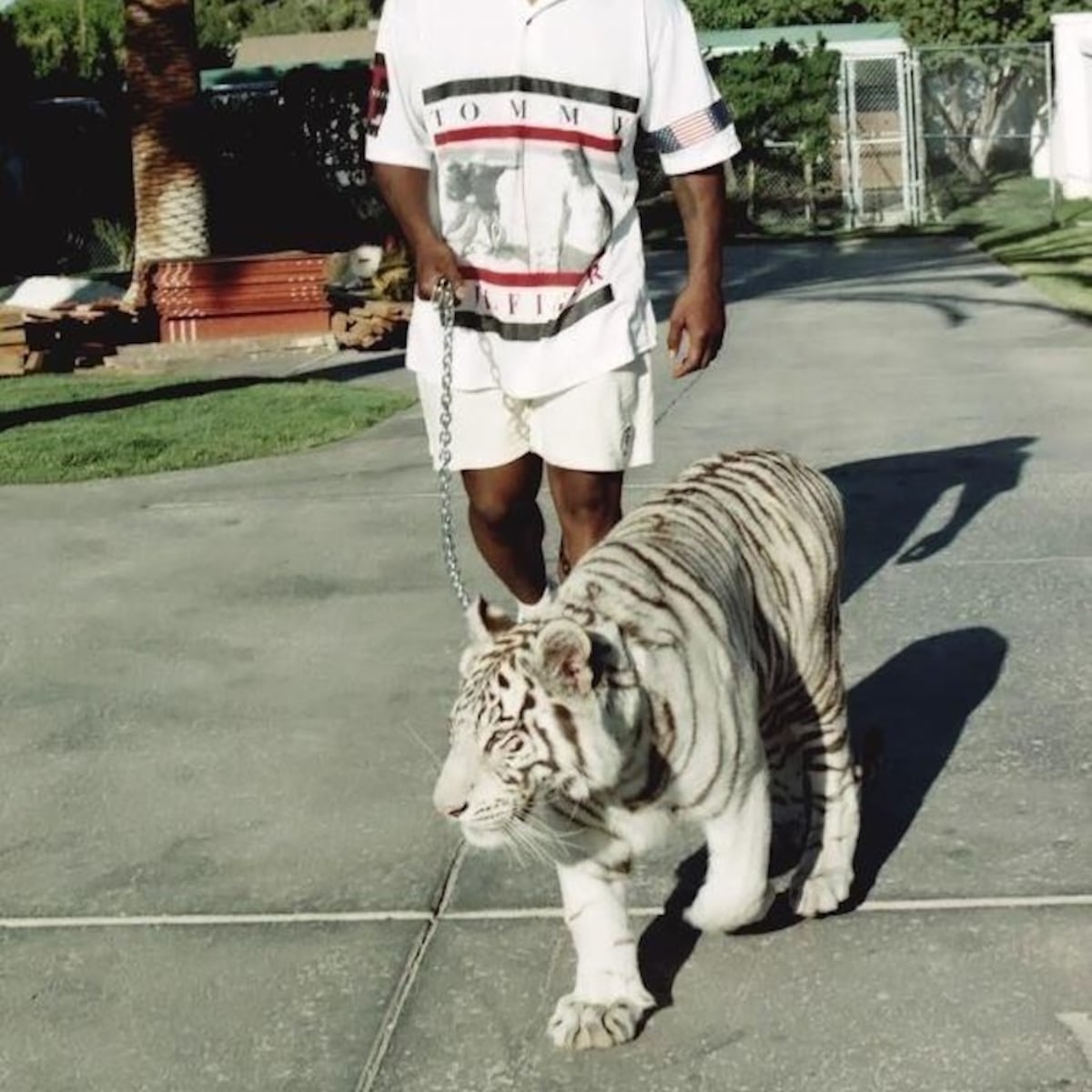 What Happened To Mike Tyson's Tiger? The Untold Story Revealed