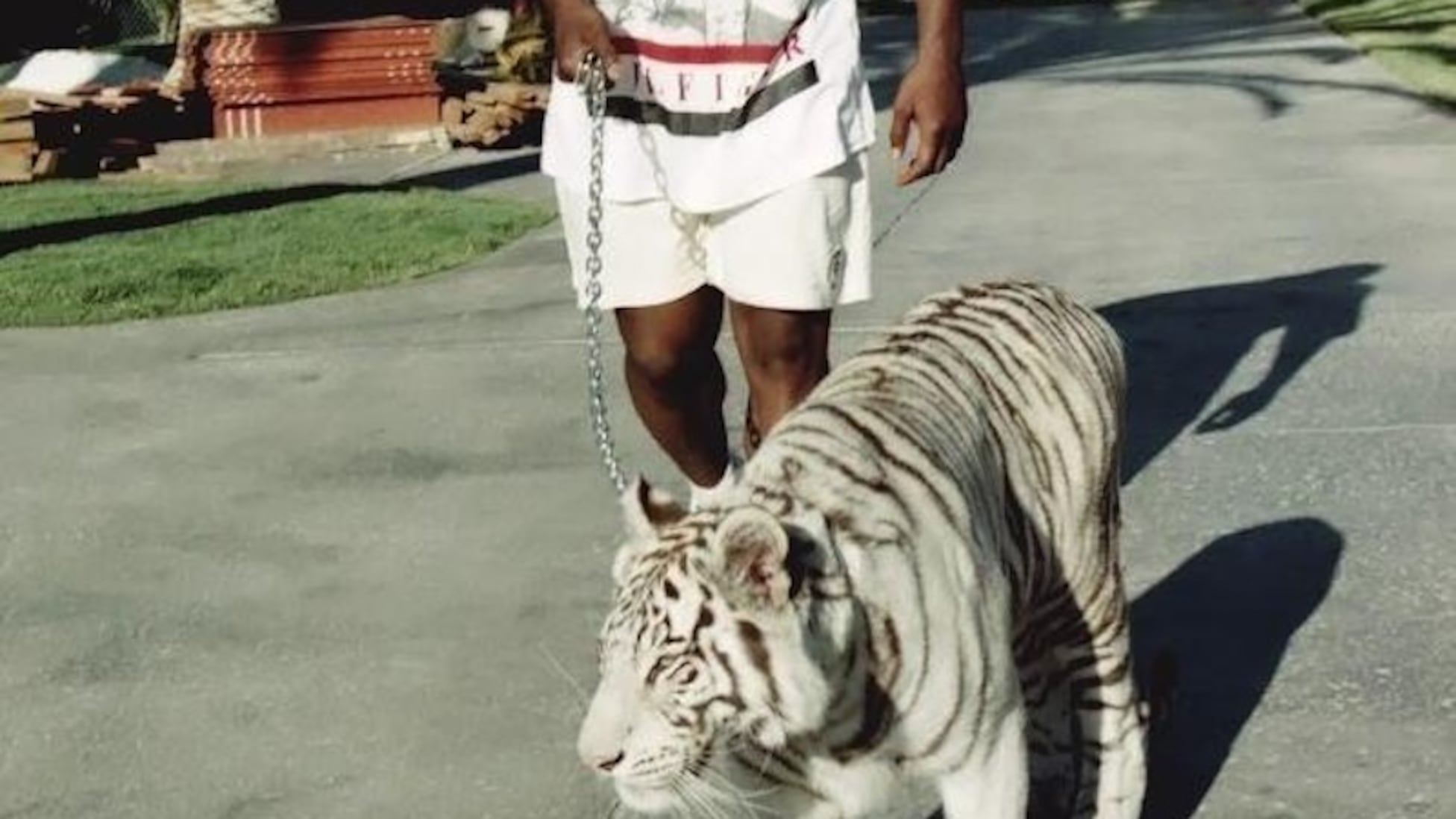 The amazing story of Mike Tyson’s pet tigers: what happened with them ...