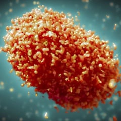 Viruela del mono en México: Salud alista sitio web y número telefónico para orientación