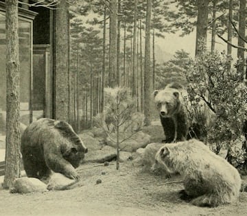 El oso pardo mexicano fue uno de los mamíferos más grandes de México.​ Debido a su piel plateada a menudo se le denominaba "oso plateado".
Habitaba en las zonas central y norte de México.
Debido a que los osos cazaban ganado de vez en cuando se les consideró una plaga por los agricultores. El oso grizzly mexicano fue atrapado, cazado y envenenado, y para 1930 escaseaban los ejemplares.