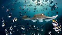 Back to life: This fish thought to be extinct for 85 years was discovered in a remote Himalayan river