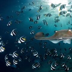 Back to life: This fish thought to be extinct for 85 years was discovered in a remote Himalayan river