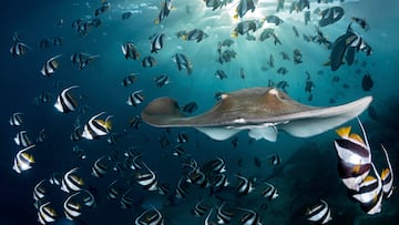 A rare species of fish thought to be extinct for the last 85 years was discovered in the same river in India where it was last seen almost a century ago.