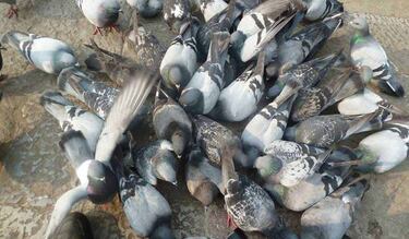 ¿Demasiado Pepa Pig?