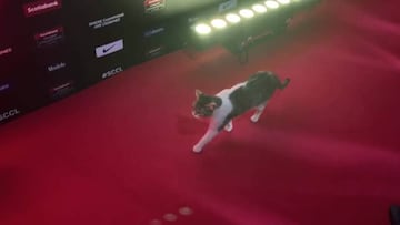 Un gato pasó por la alfombra roja del sorteo de la Liga de Campeones 2020